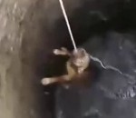corde sauvetage chien Sauvetage d'un chien tombé dans un puits
