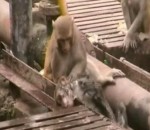 sauvetage Un singe réanime un congénère électrisé
