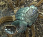 mygale araignee Timelapse de la mue d'une mygale