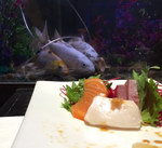 poisson aquarium Mauvaise place au resto japonais