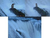 coince eau rocher Un chien coincé au milieu d'une chute d'eau