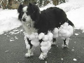 neige chien poil +10 armure, +20 résistance au froid, -10 vitesse