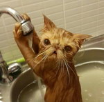 chat eau robinet Ne pas mouiller le chat !