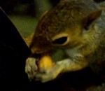 sein soutien-gorge La cachette coquine d'un écureuil
