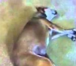 rythme Un chien danse la salsa pendant son sommeil