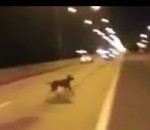 course voiture chien Un chien se téléporte pendant une course de rue