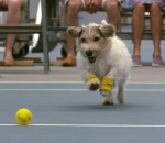chien balle tennis Des chiens ramasseurs de balles