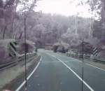 route Chute d'arbres sur une route