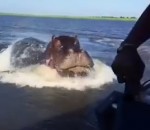 safari Un hippopotame fonce sur un bateau