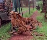 slow motion Le saut d'un tigre en slow motion