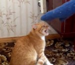 chat attaque La vengeance d'un chat