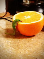 orange Un petit lézard lèche une orange