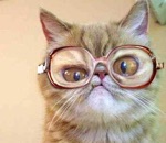 tete Chat à lunettes