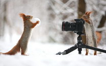 seance photo Des écureuils font une séance photo dans la neige