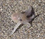 plage bebe Un bébé pieuvre marche sur le sable