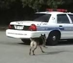 police voiture Un chien policier ouvre et ferme la portière d'une voiture de police