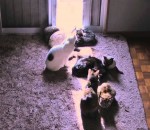 timelapse Des chats dans un rayon de soleil