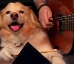 guitare jouer chien Un chien joue de la musique avec son maître
