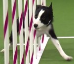 obstacle agility Un chien rapide pendant une course d'agility
