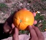 orange Comment éplucher une orange