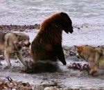 grizzly loup Grizzly vs 4 loups