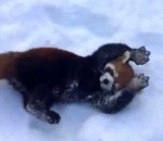 roux panda Des pandas roux jouent dans la neige