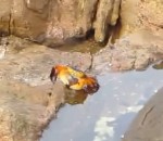poulpe rapide Un poulpe attaque un crabe