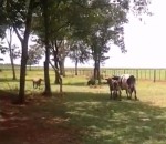 duel combat vache Vache vs Mouton