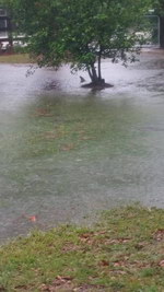 inondation Inondation en Floride, un requin se balade