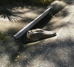 crocodile floride Rat d'égout en Floride