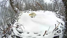 aigle nid Pygargue à tête blanche couve ses oeufs sous la neige