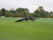 geant alligator Un alligator géant sur un terrain de golf en Floride