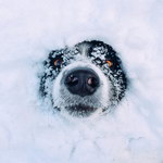 chien tete neige Coucou