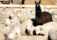 mouton lama Cherchez l'intrus