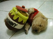 chiot Winnie the Pooped