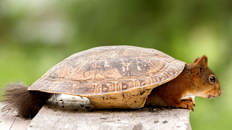 tortue carapace Écureuil tortue