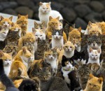 errant L'île aux chats au Japon