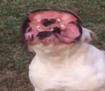 monstre chien Bulldog vs Souffleur de feuilles