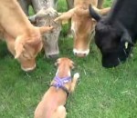 vache chien Un chiot rencontre des vaches