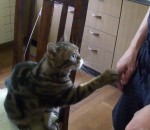 calin caresse Des chats demandent des caresses (Compilation)