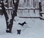 ivre Un écureuil ivre dans la neige