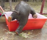 elephant Un éléphanteau maladroit prend un bain