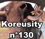 koreusity 2015 insolite Koreusity n°130