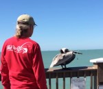 bec pelican Sauvetage d'un pélican avec un filet de pêche autour du bec
