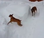 neige chien tour Un vieux chien joue un tour à un jeune chien