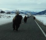 yellowstone bison Voiture vs Bison