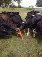 chien heureux Ce chien aime les vaches