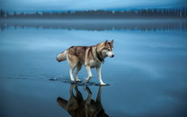 chien Un husky marche sur un lac gelé.