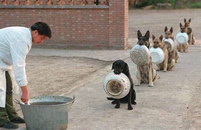 police chien Des chiens policiers font la queue pour manger