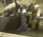 eau Un bébé tigre blanc aide son frère à sortir de l'eau
